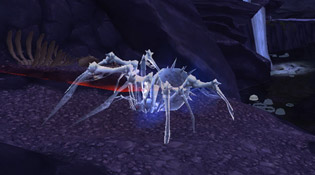 L'élite rare Arachnis L'élite rare Arachnis