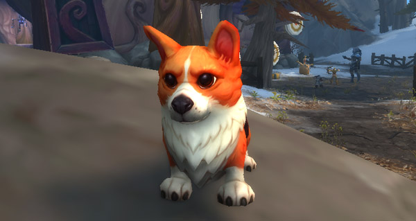 recuperez votre mascotte jeune corgi avant la fin du 12eme anniversaire