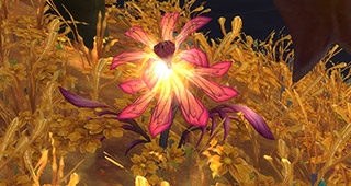 L'astralée est une plante originaire d'Argus