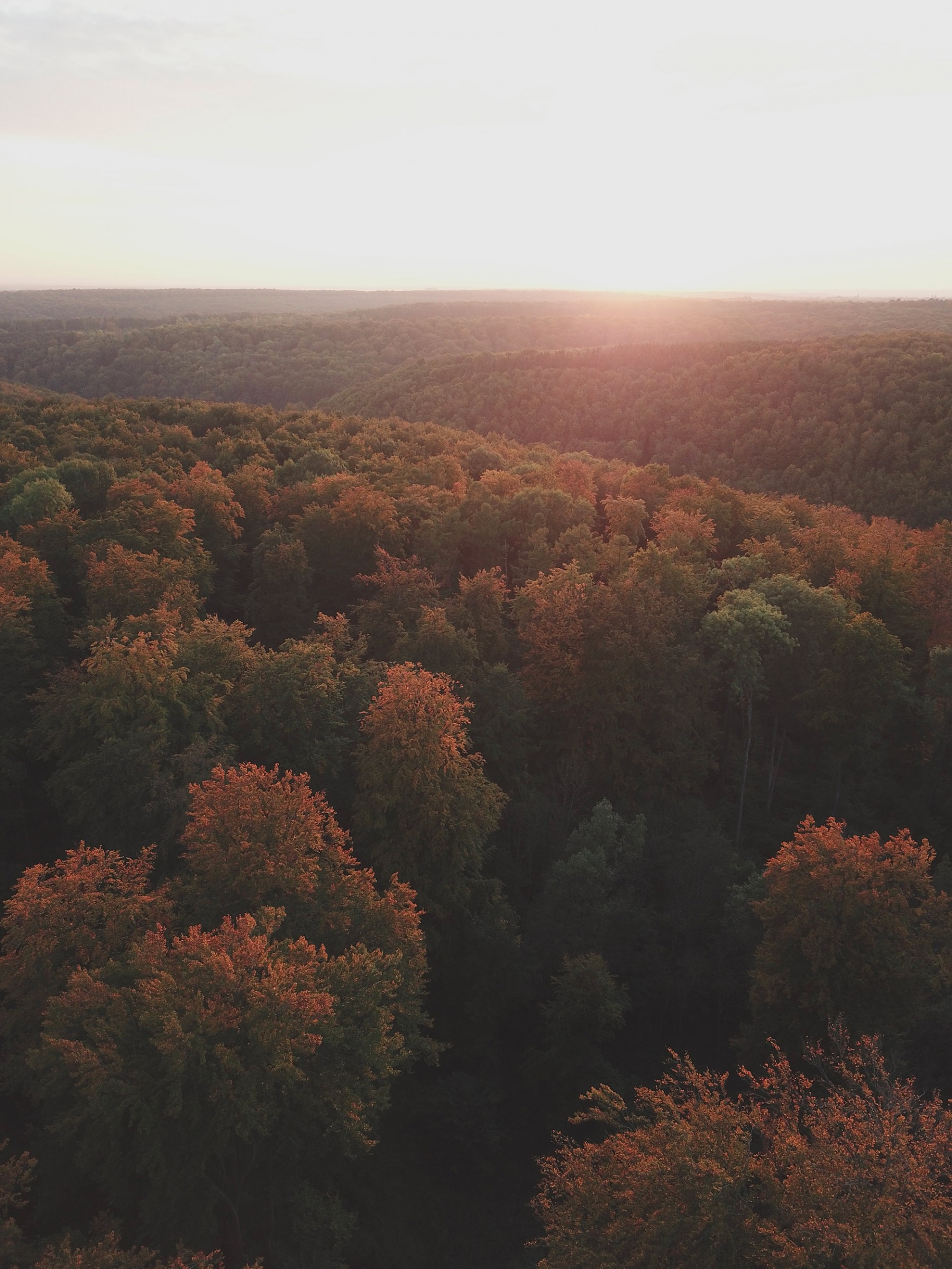 Rayon de soleil dans la forêt (Vallée de la Fensch)