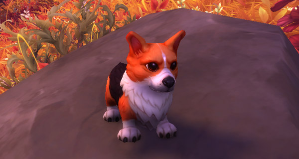 Anniversaire WoW : une nouvelle mascotte Jeune corgi