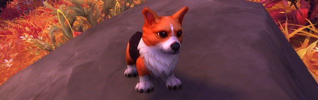 Jeune corgi, la nouvelle mascotte de World of Warcraft